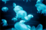 Translucent Jellies