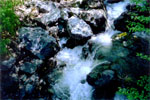 Magic Rill
