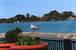 Regal Seagull