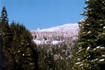Snow Trees
